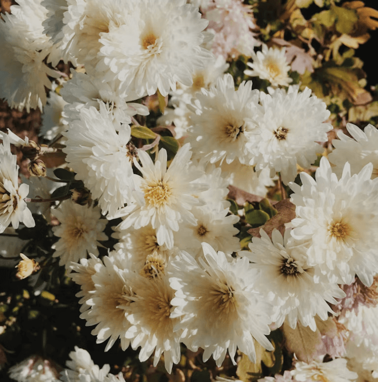 Jardin des Plantes de Lille