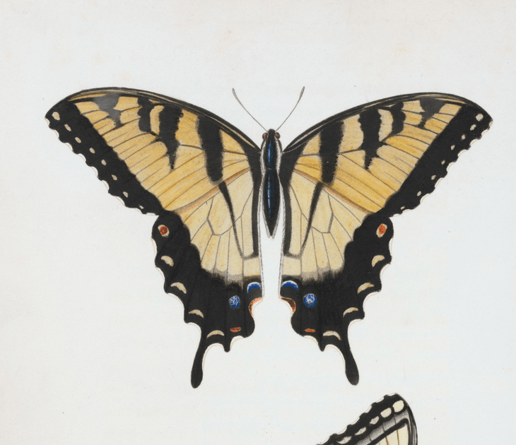 Dessin d’un papillon noir et jaune sur fond blanc épuré.