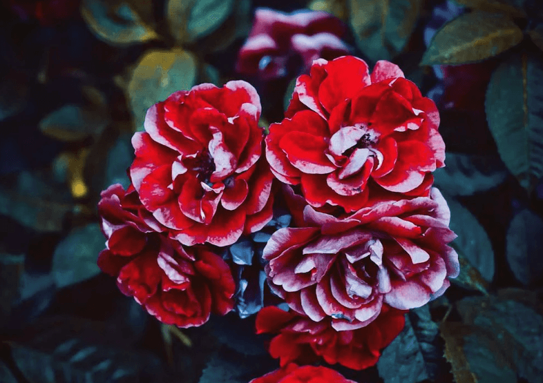 Jardin de l'Hôtel de Ville